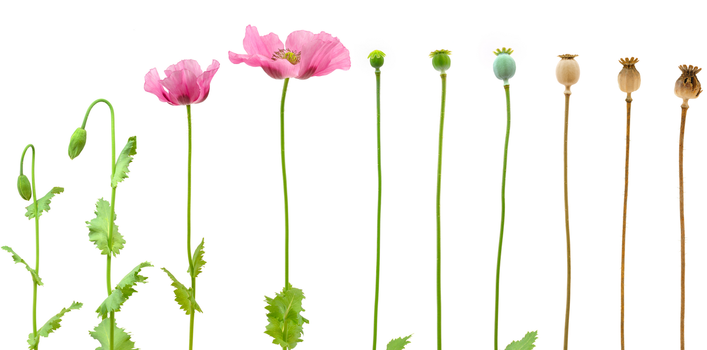 Küchen-Wand - Blumen 2741348